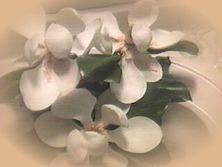 Louisiana Flowers